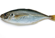巴浪魚、沙丁魚怎么挑選新鮮的