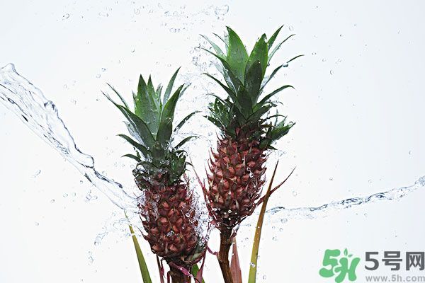 菠蘿和螃蟹能一起吃嗎？菠蘿能與螃蟹同吃嗎？