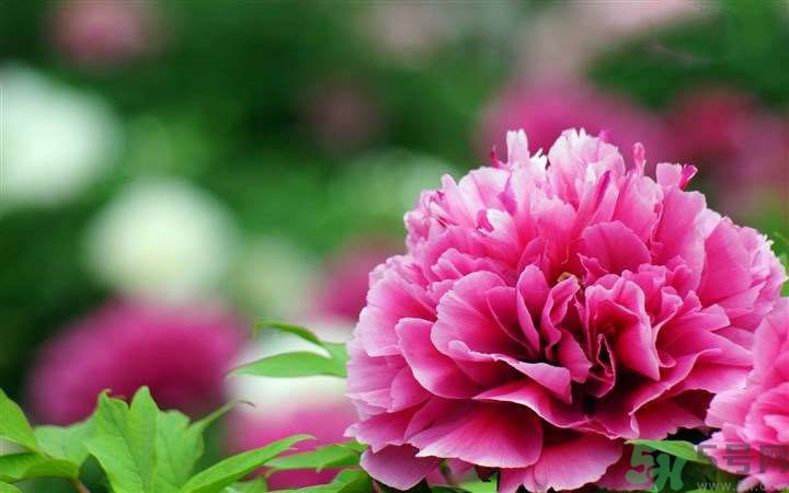 懷孕了能養(yǎng)花嗎？養(yǎng)什么花對(duì)胎兒好？