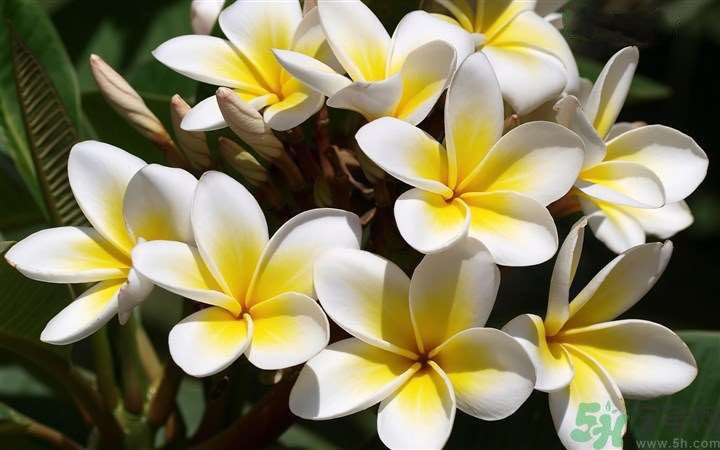 懷孕了能養(yǎng)花嗎？養(yǎng)什么花對(duì)胎兒好？