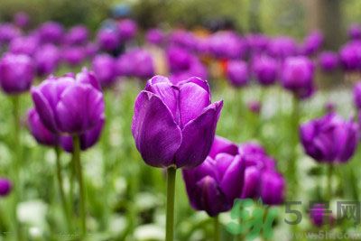 懷孕了能養(yǎng)花嗎？養(yǎng)什么花對(duì)胎兒好？
