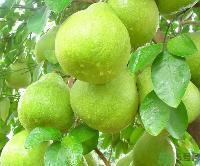 春季吃什么養(yǎng)生？春季怎樣養(yǎng)生？