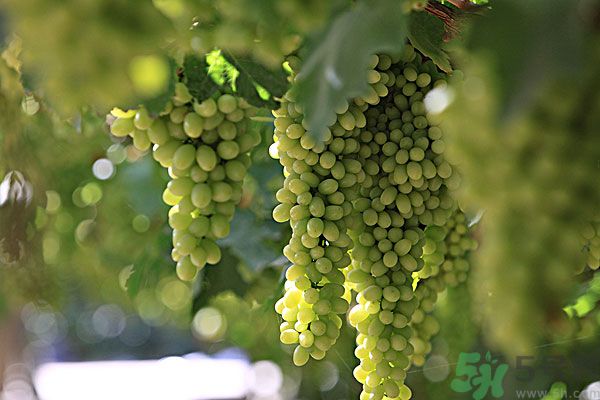 吃葡萄對(duì)皮膚好嗎？吃葡萄可以延緩衰老嗎？