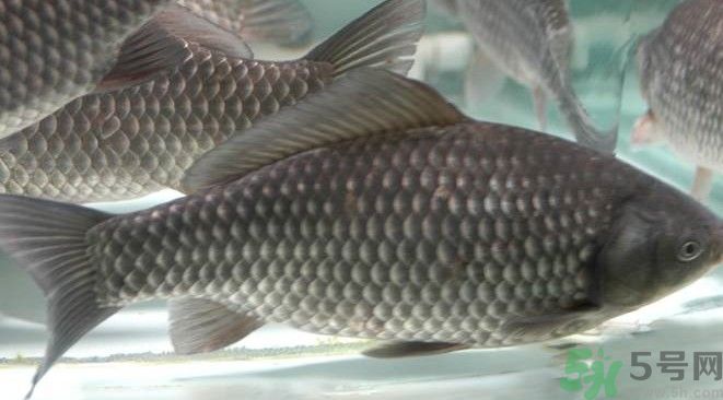 吃魚(yú)真的能變聰明嗎？喝魚(yú)湯有什么好處？