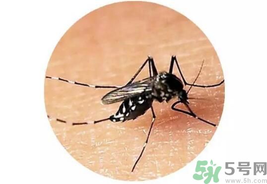 黃熱病是什么？黃熱病是什么癥狀？
