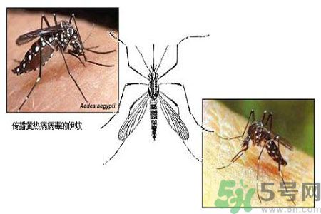 黃熱病可以吃水果嗎？怎么預(yù)防黃熱病癥狀？