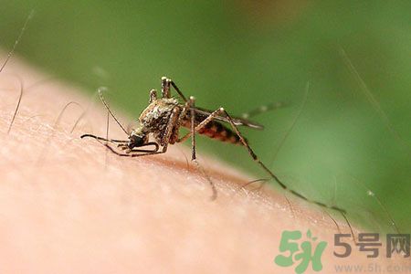 黃熱病可以吃水果嗎？怎么預(yù)防黃熱病癥狀？