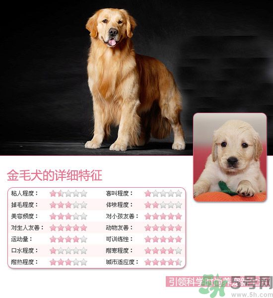 熱門(mén)寵物排名你知道嗎？寵物明星有哪些？