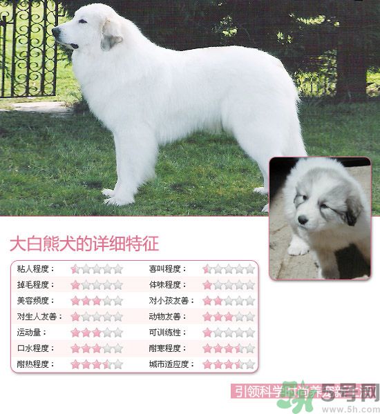 熱門(mén)寵物排名你知道嗎？寵物明星有哪些？