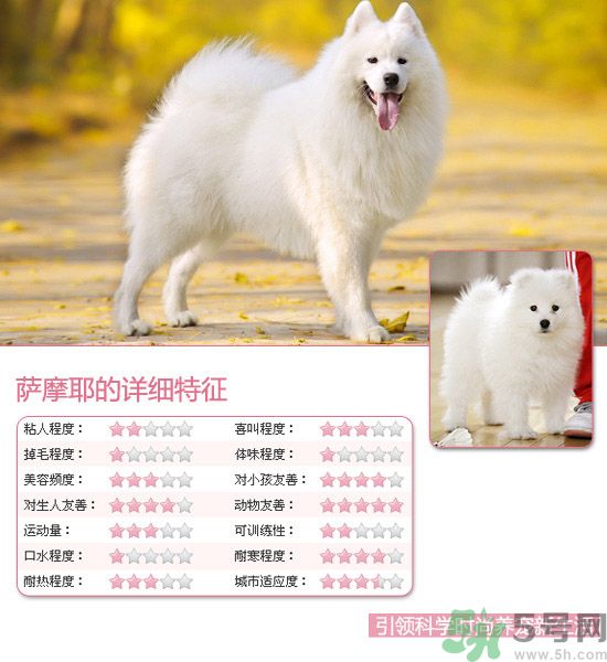 熱門(mén)寵物排名你知道嗎？寵物明星有哪些？