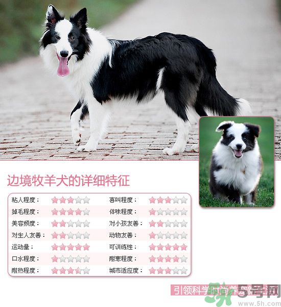 熱門(mén)寵物排名你知道嗎？寵物明星有哪些？
