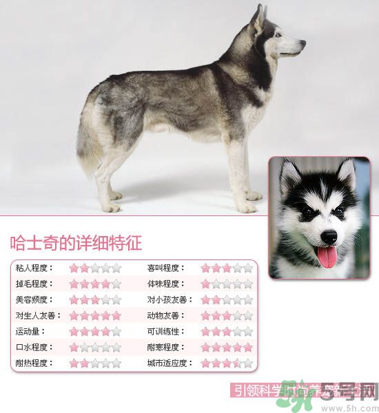 熱門(mén)寵物排名你知道嗎？寵物明星有哪些？