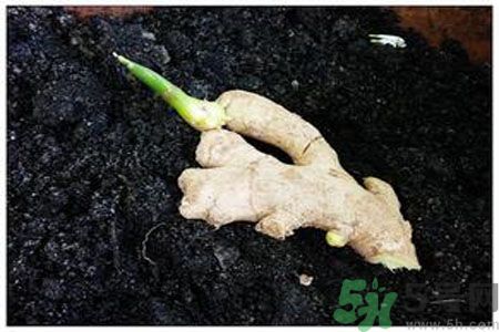 生姜發(fā)芽了能吃嗎？生姜發(fā)綠了能吃嗎？