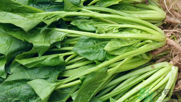 吃菠菜能補(bǔ)鐵嗎？吃蔬菜鐵效果好嗎？