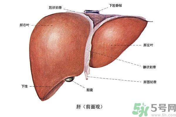 得了脂肪肝該怎么治？脂肪肝對人體危害有多大？