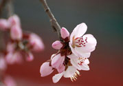 春分時養(yǎng)生要注意什么？春分要預(yù)防哪些疾??？