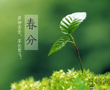 春分時養(yǎng)生要注意什么？春分要預防哪些疾?。?></p><h4>春分防支氣管擴張</h4><p>支氣管擴張是一種感染性疾病，因支氣管或肺慢性炎癥(浸潤型肺結(jié)核)的損害而造成支氣管壁破壞和管腔擴張及變形而發(fā)病。春天因氣候多變，乍暖乍寒，人們很容易引發(fā)支氣管擴張。有支氣管擴張宿疾的，更會因為天氣的冷暖無常，而引起復發(fā)咯血。</p><p>對于有支氣管擴張的患者，應絕對臥床休息，最好是側(cè)臥位，要鎮(zhèn)靜，注意環(huán)境安靜。保持大便通暢，防止便秘。胸部放置冰袋?？捎眯×恐箍孺?zhèn)靜劑。此外，患者還應借助飲食做輔助調(diào)養(yǎng)，下面介紹2款治療支氣管擴張食療方：</p><p>1、胡蘿卜茶陳海蜇、胡蘿卜各zoo克。將海蜇漂洗干凈，切碎，胡蘿卜洗凈切片，共置鍋內(nèi)，加水煎湯，代茶飲用。每日1劑?？汕鍩崞酱?，軟堅散結(jié)，化滯下氣。適用于支氣管擴張。</p><p>2、川貝雪梨燉豬肺豬肺60克，雪梨2個，川貝母15克，冰糖少許。將豬肺洗凈切塊，雪梨去皮、核，切塊，與川貝、冰糖共置砂鍋內(nèi)，加水燉熟服食。每日1劑。可滋陰潤肺，除熱化痰。適用于支氣管擴張。</p><h4>春分應注意平衡養(yǎng)生</h4><p>《素問·至真要大論》中記載： “謹察陰陽所在而調(diào)之，以平為期。”便說人體應該根據(jù)不同時期的陰陽狀況，使“內(nèi)在運動”也就是臟腑、氣血、精氣的生理運動，與“外在運動”即腦力、體力和體育運動和諧一致，保持“供銷”關(guān)系的平衡。由于春分節(jié)氣平分了晝夜、寒暑，人們在保健養(yǎng)生時也應注意保持人體的陰陽平衡狀態(tài)。</p><p>在這個時節(jié)，人體血液正處于旺盛時期，激素水平也處于相對高峰期，所以，最易引起如高血壓、月經(jīng)失調(diào)、痔瘡及過敏性疾病等常見的非感染性疾病。對于這些疾病我們也應當給予高度的重視。《素問·骨空論》中所說：“調(diào)其陰陽，不足則補，有余則瀉”。所以，我們在情志、運動及飲食上以“虛則補之，實則瀉之”為原則，對身體陰陽的平衡進行調(diào)整，從而達到杜絕疾病，健體強身的目的。</p><p style=