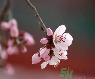 春分時養(yǎng)生要注意什么？春分要預防哪些疾病？