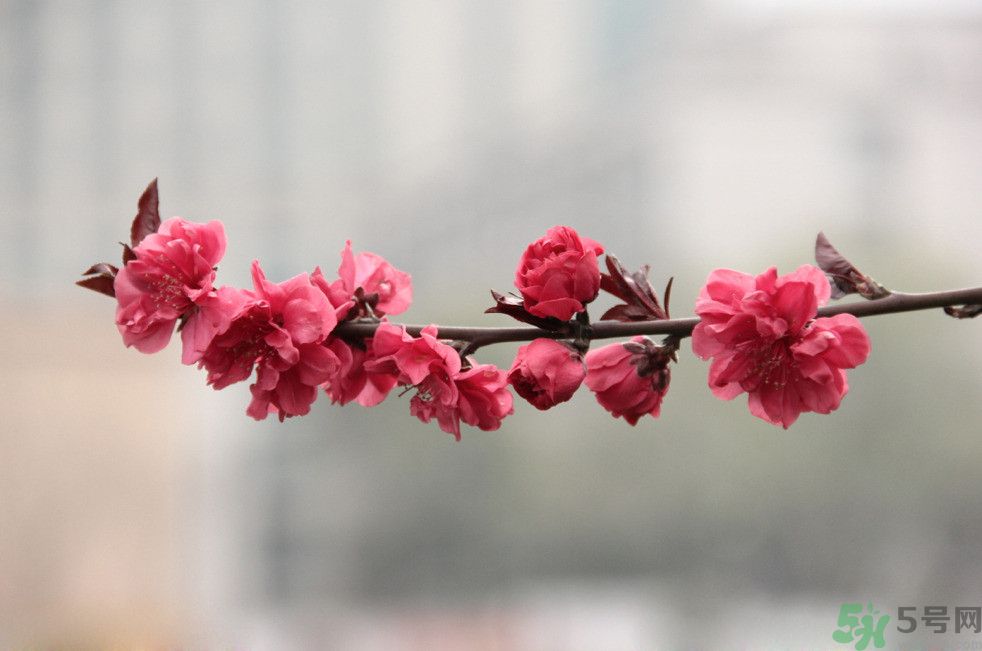 什么花可以凈化空氣？什么花可以減肥？