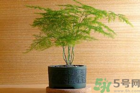 什么花可以凈化空氣？什么花可以減肥？