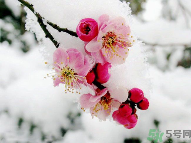 清明節(jié)有哪些習(xí)俗？清明節(jié)習(xí)俗的來源？