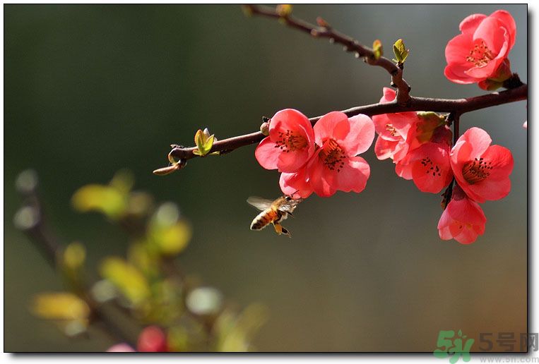 清明節(jié)有哪些習(xí)俗？清明節(jié)習(xí)俗的來源？