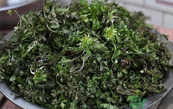 薺菜為什么是苦的？薺菜味道苦嗎？
