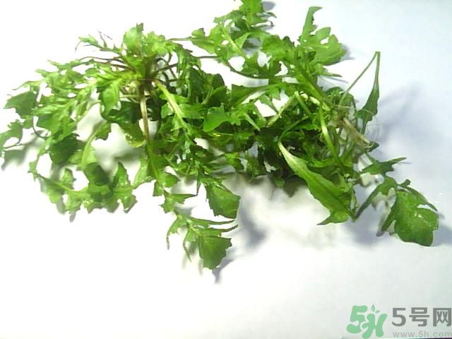 薺菜可以泡水喝嗎？薺菜泡水喝有什么好處？