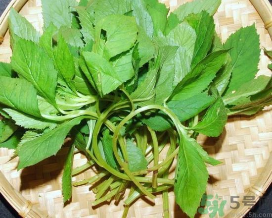 薺菜可以泡水喝嗎？薺菜泡水喝有什么好處？
