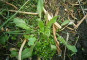 薺菜開(kāi)花了能吃嗎？薺菜花可以吃嗎？