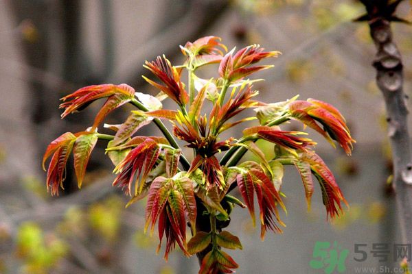 香椿好吃嗎？香椿可以做菜嗎？