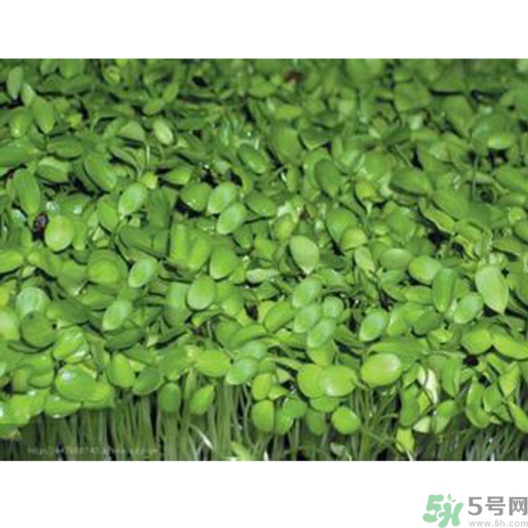 吃香椿要焯水嗎？吃香椿焯水還有營養(yǎng)價值嗎？
