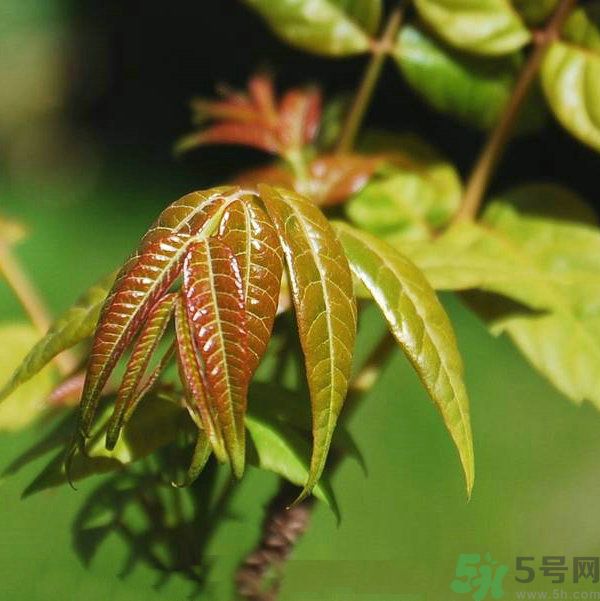 吃香椿要焯水嗎？吃香椿焯水還有營養(yǎng)價值嗎？