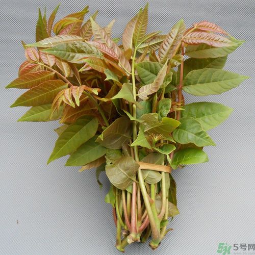 吃香椿要焯水嗎？吃香椿焯水還有營養(yǎng)價值嗎？