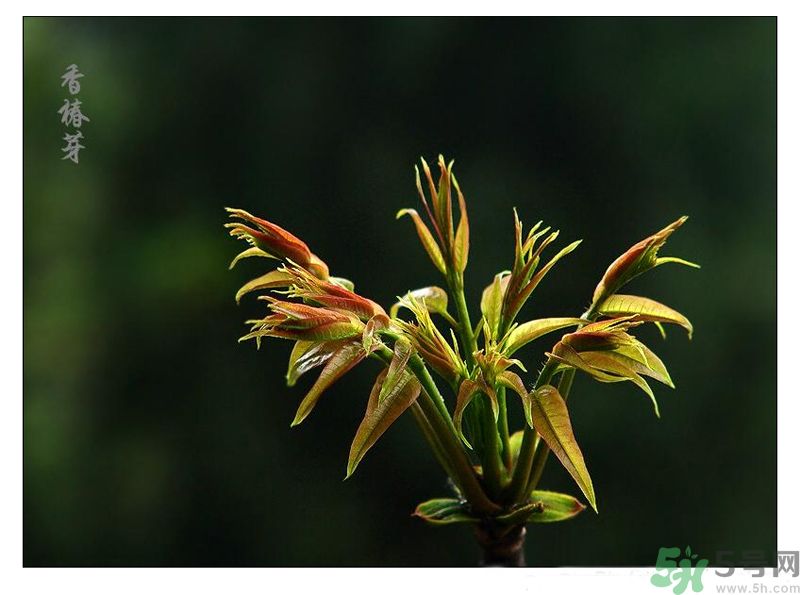 吃香椿有什么好處？香椿可以預(yù)防疾病嗎？