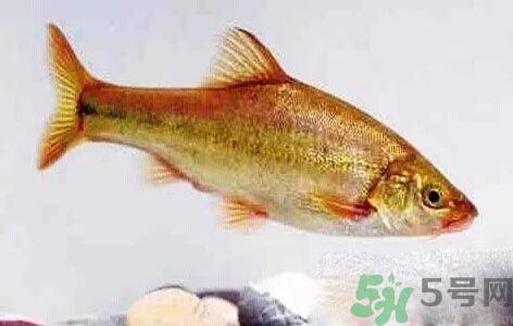 怎么挑選魚？挑魚的技巧有哪些？