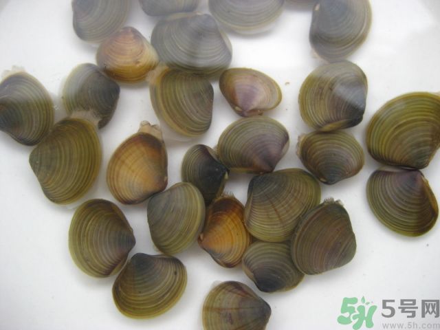 河蚌要怎么清洗才干凈？河蚌的清洗方法？