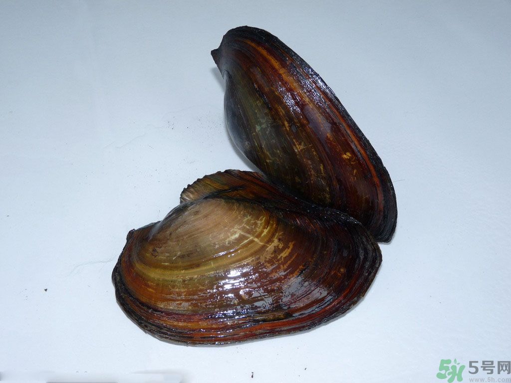河蚌要怎么清洗才干凈？河蚌的清洗方法？