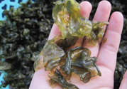 地皮菜孕婦能吃嗎？地皮菜孕婦吃好嗎？