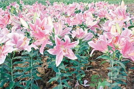 百合花可以吃嗎？百合花吃哪種？