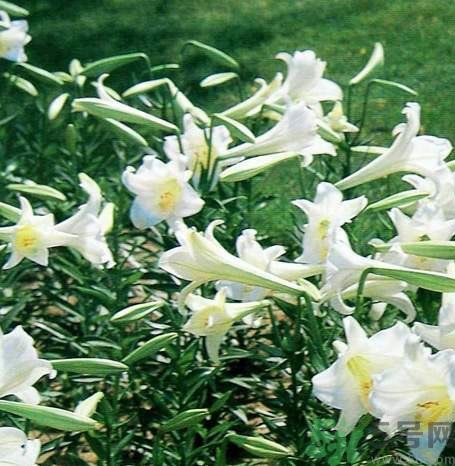 百合花可以吃嗎？百合花吃哪種？