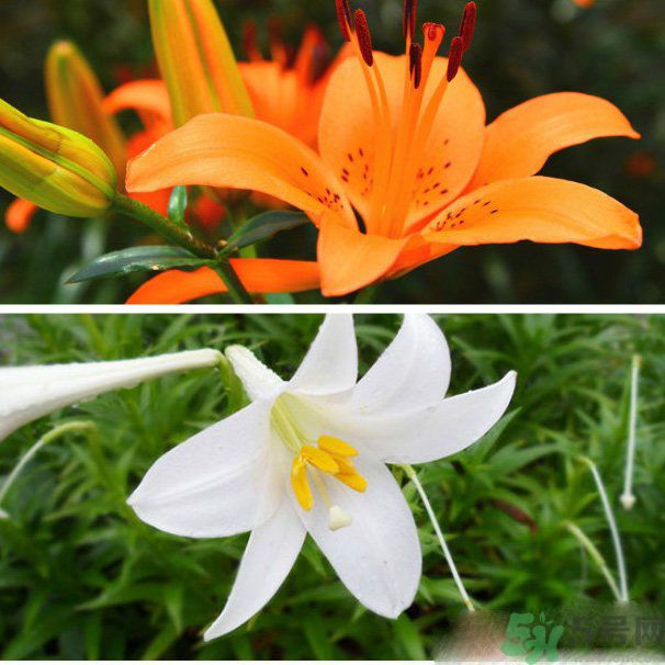 百合花可以吃嗎？百合花吃哪種？