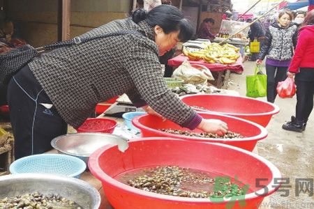 怎么挑選螺螄？螺螄怎么清洗？