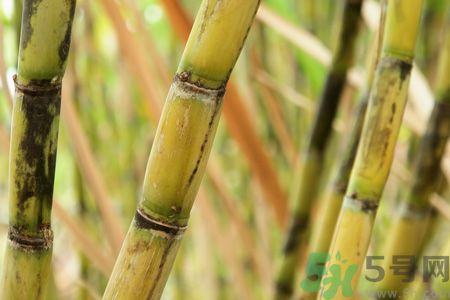 清明節(jié)可以吃甘蔗嗎？清明節(jié)不能吃哪些食物？