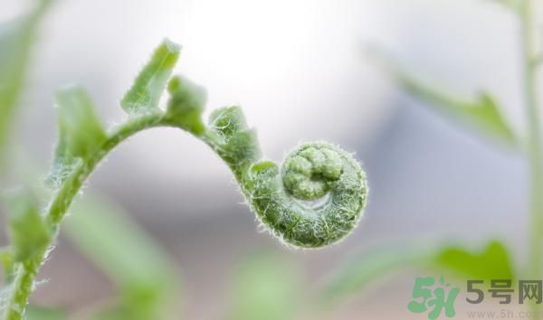 清明節(jié)可以吃甘蔗嗎？清明節(jié)不能吃哪些食物？