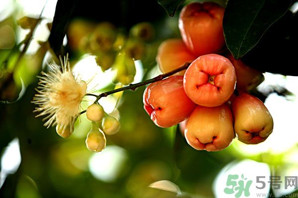 蓮霧月經(jīng)期間能吃嗎？來月經(jīng)能不能吃蓮霧？