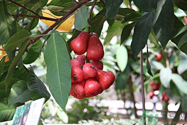 蓮霧月經(jīng)期間能吃嗎？來月經(jīng)能不能吃蓮霧？