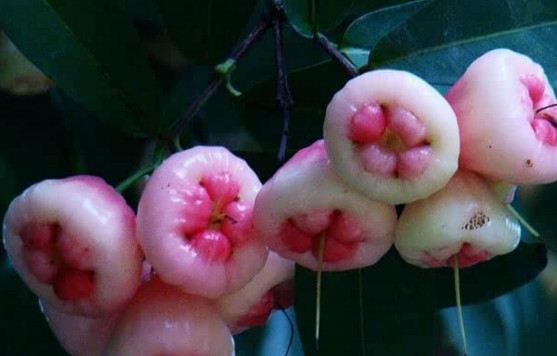 蓮霧皮能吃嗎？蓮霧要不要削皮？