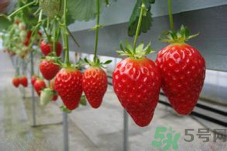 糖尿病可以吃草莓嗎？糖尿病吃草莓好嗎？