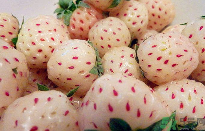菠蘿莓孕婦能吃嗎？菠蘿莓懷孕可以吃嗎？